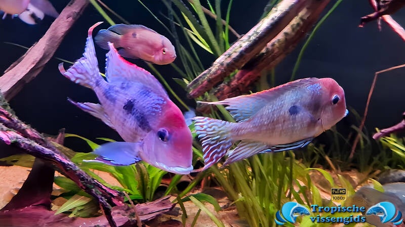 Geophagus sp. tapajos redhead