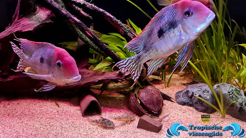 Geophagus sp. tapajos redhead