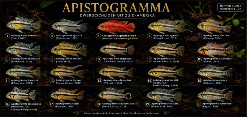 Alle geldige Apistogramma soorten (1/5).