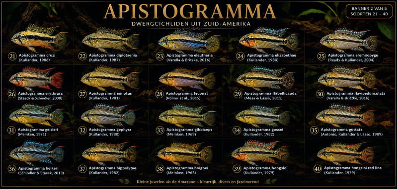 Alle geldige Apistogramma soorten (2/5).