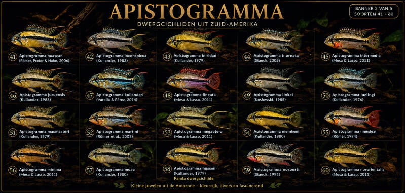 Alle geldige Apistogramma soorten (3/5).