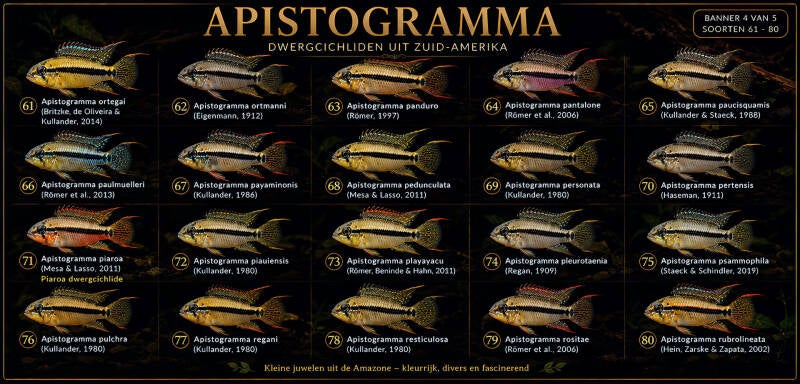 Alle geldige Apistogramma soorten (4/5).