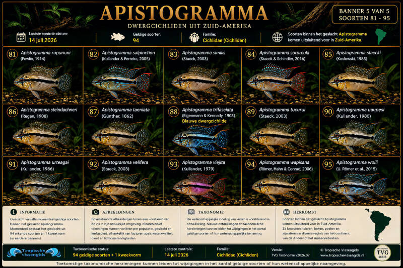 Alle geldige Apistogramma soorten (5/5).
