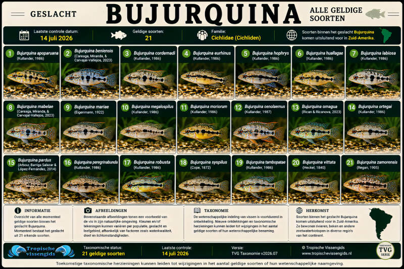 Alle Bujurquina soorten.