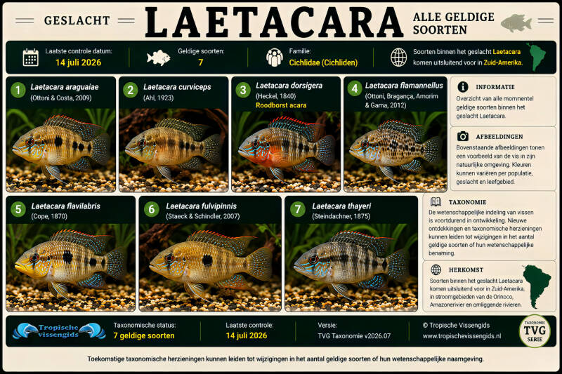 Alle Laetacara soorten.