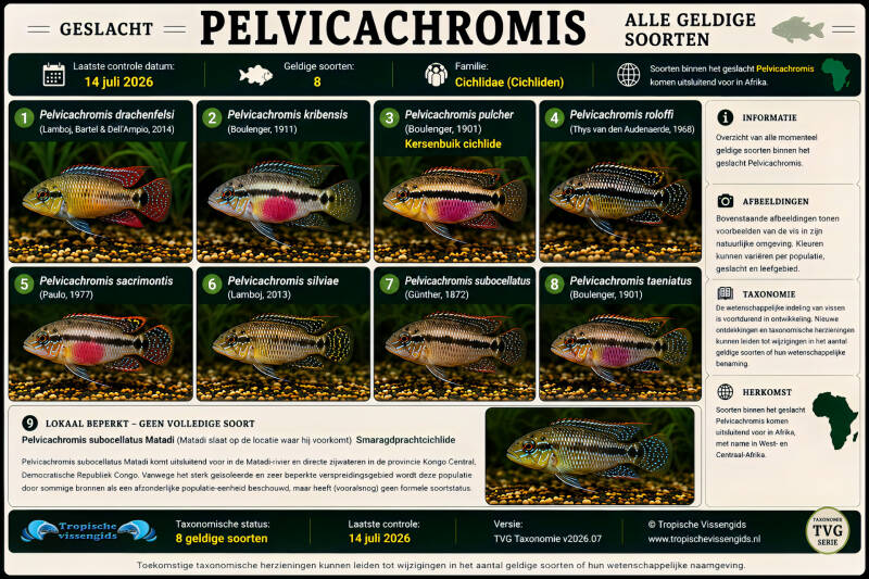 Alle Pelvicachromis soorten.