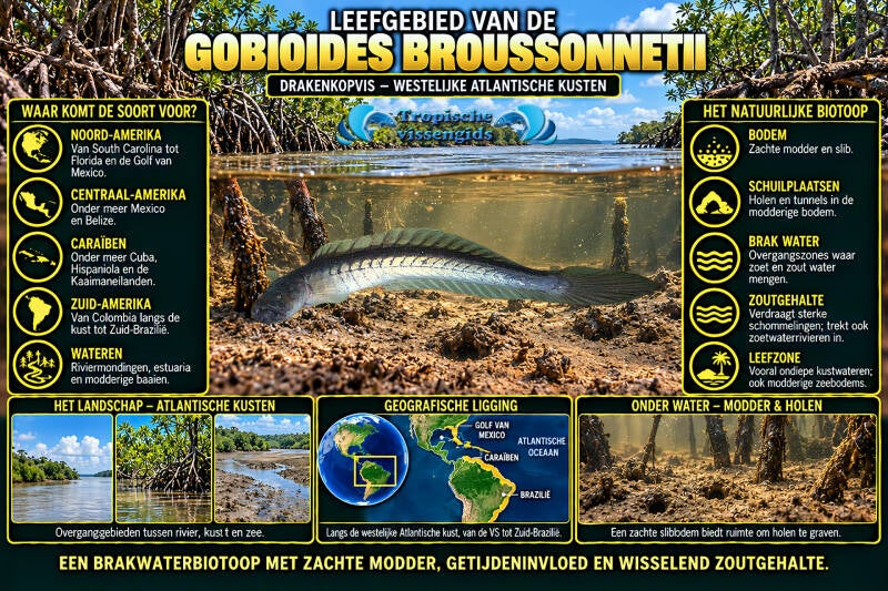 Gobioides broussonnetii