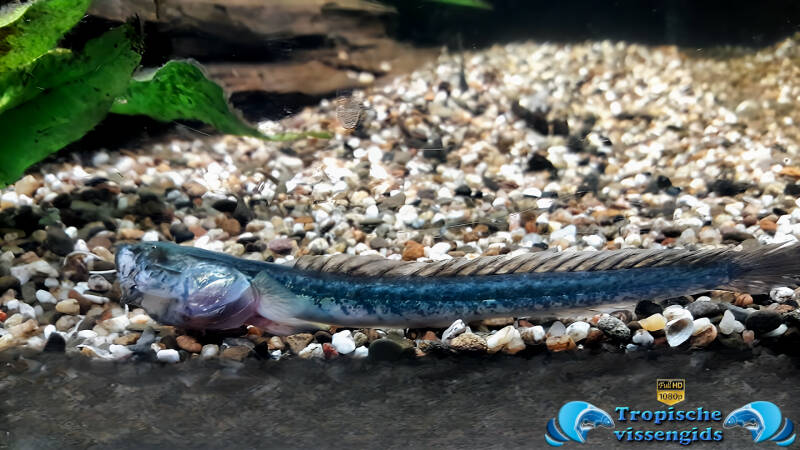 Gobioides broussonnetii