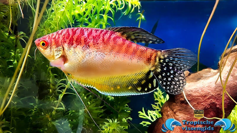 Trichopodus trichopterus gold