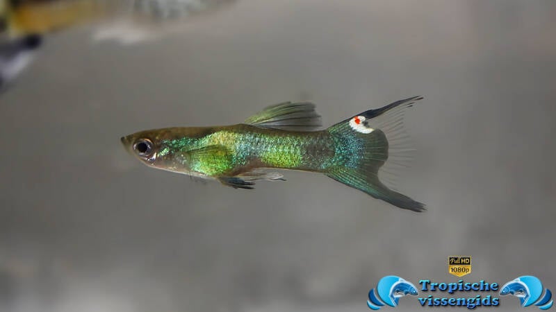 Poecilia wingei &quot;Groene endler&quot;