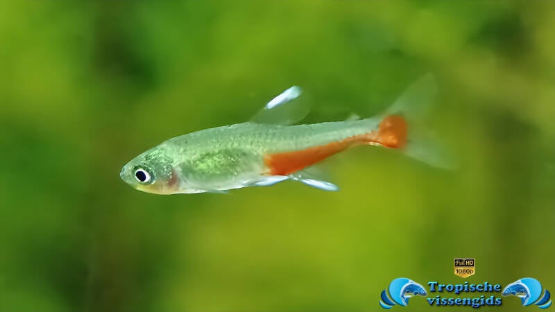 Aphyocharax rathbuni