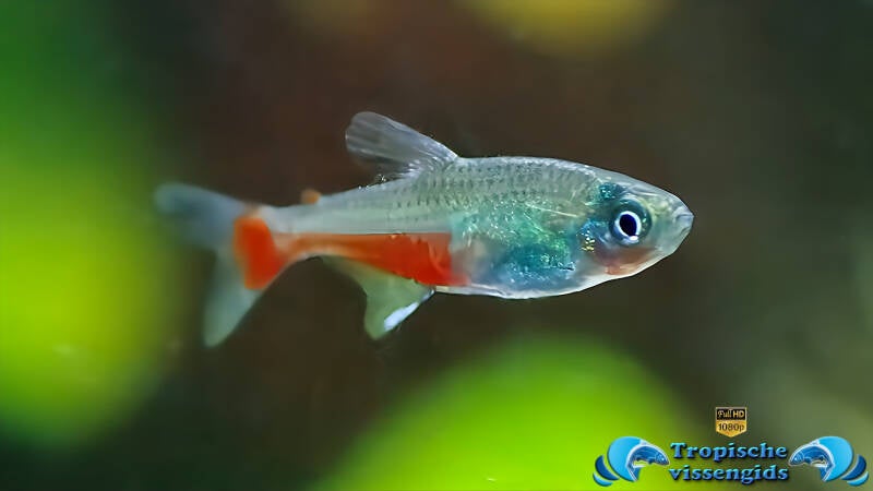 Aphyocharax rathbuni