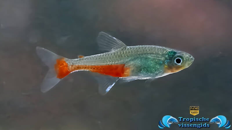 Aphyocharax rathbuni