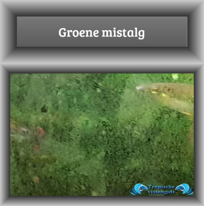 Groene mistalg (oorzaak en oplossing) 