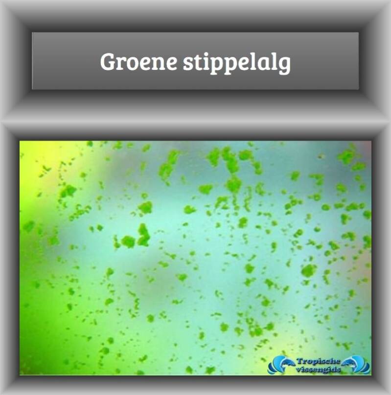 Groene stippelalg (oorzaak en oplossing) 