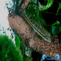 Gyrinocheilus aymonieri
