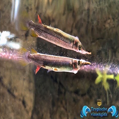 Dermogenys pusilla