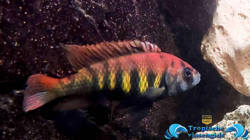 Haplochromis nyererei