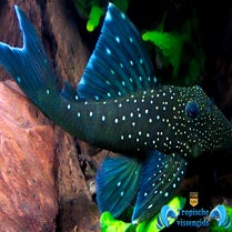 Hemiancistrus Sp. (Blue Phantom) (L128)