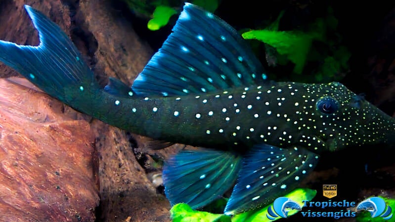 Hemiancistrus Sp. (Blue Phantom) (L128)