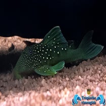 Hemiancistrus Sp. (Blue Phantom) (L128)