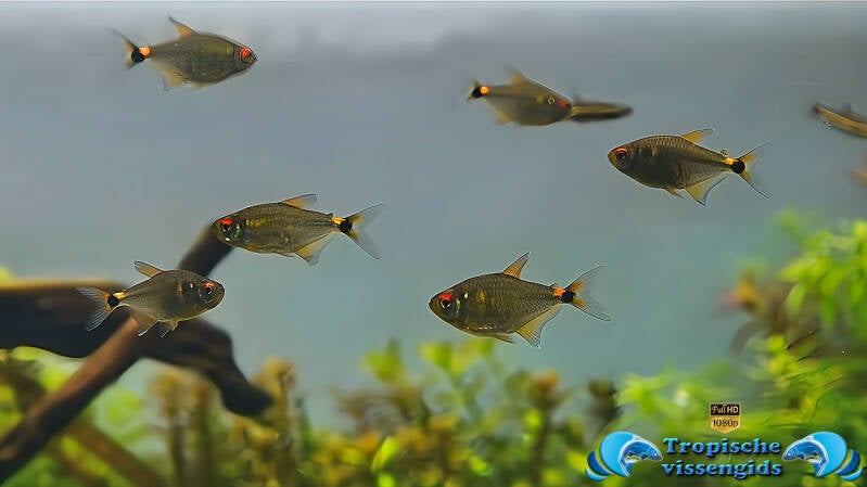 Holopristis ocellifera