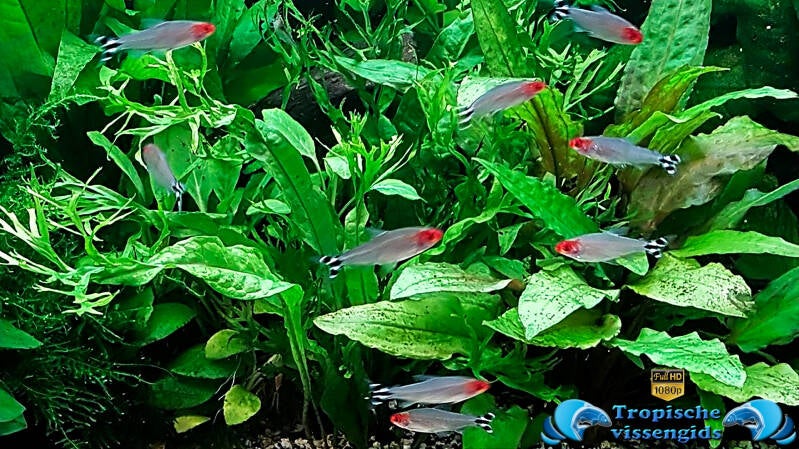 Petitella rhodostoma