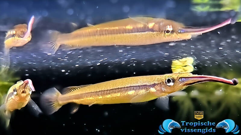 Hemirhamphodon chrysopunctatus