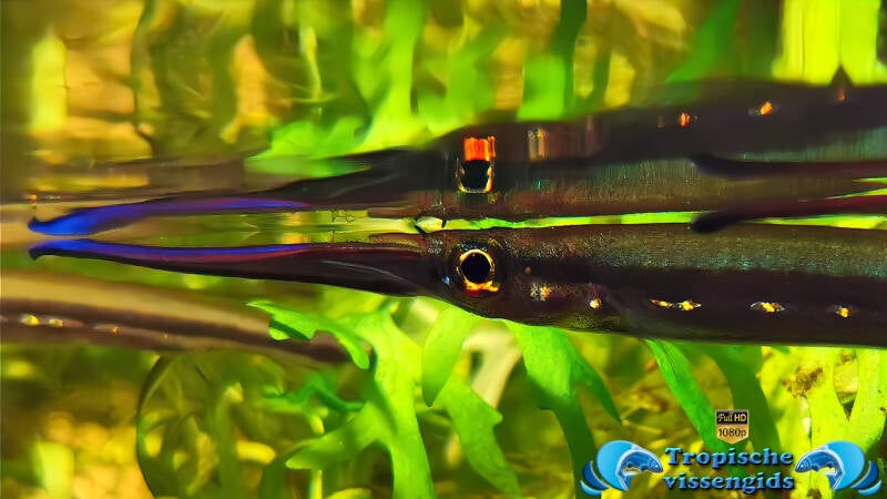 Hemirhamphodon chrysopunctatus