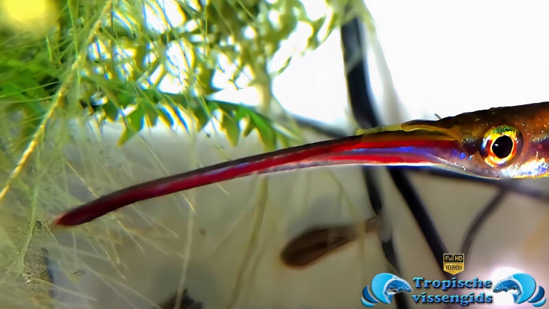 Hemirhamphodon chrysopunctatus