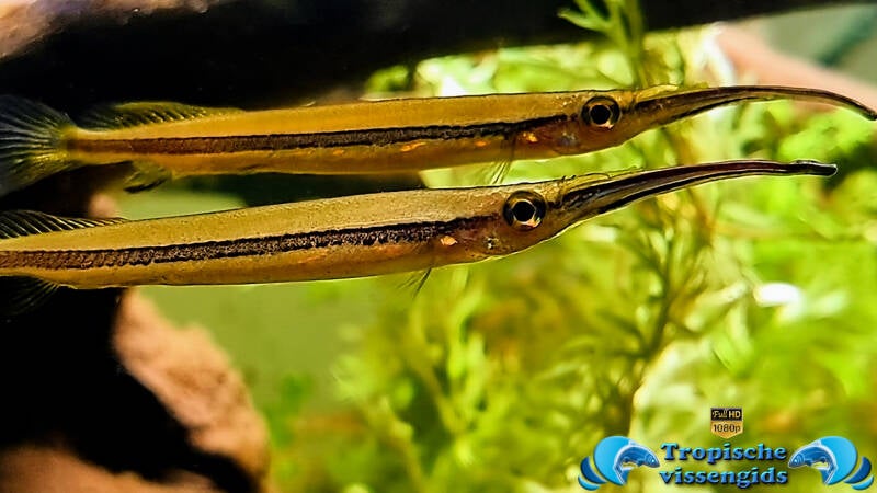 Hemirhamphodon chrysopunctatus