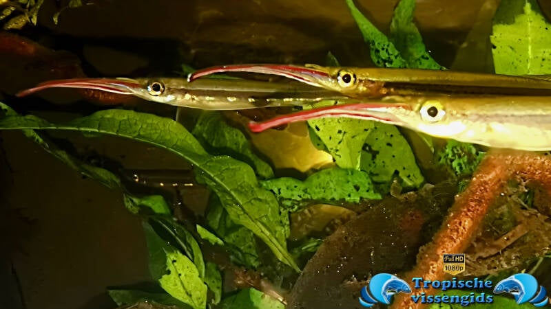 Hemirhamphodon chrysopunctatus