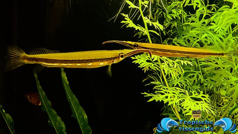 Hemirhamphodon chrysopunctatus