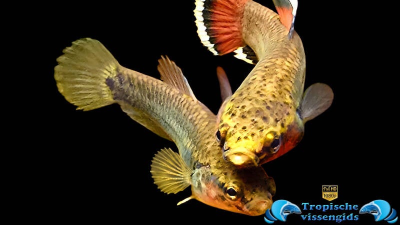 Betta albimarginata