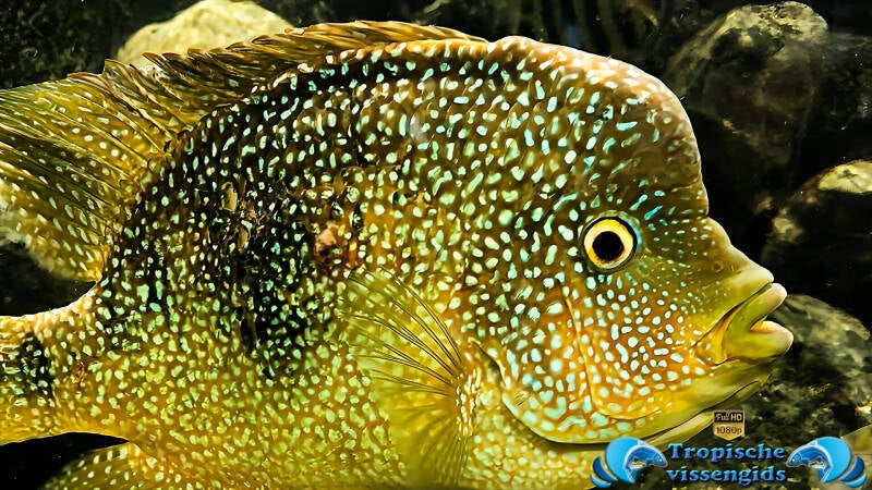 Herichthys cyanoguttatus