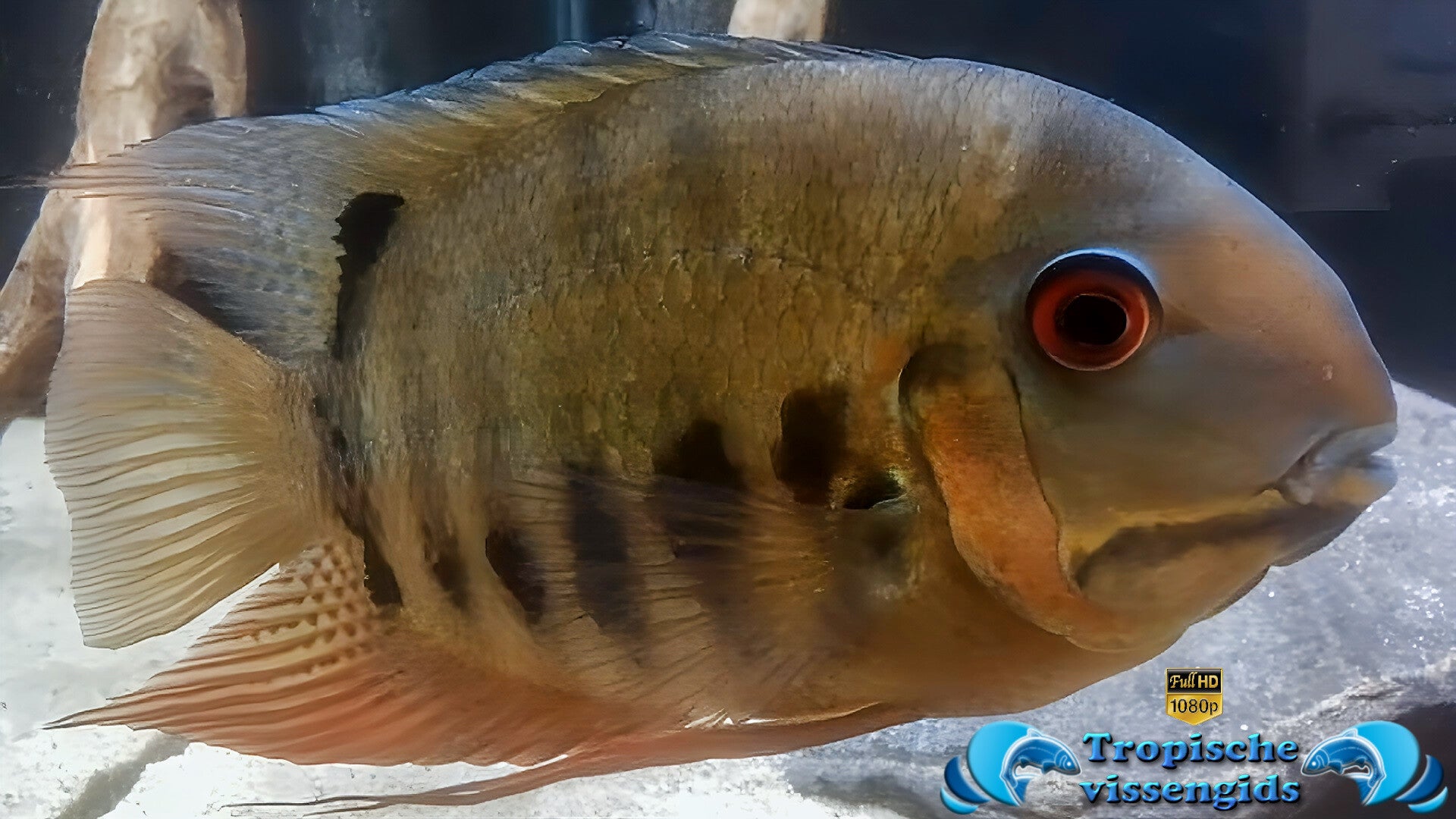 Astronotus crassipinnis