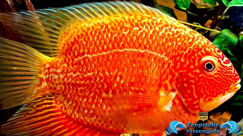 Heros severus red spotted gold