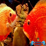 Heros severus red spotted gold