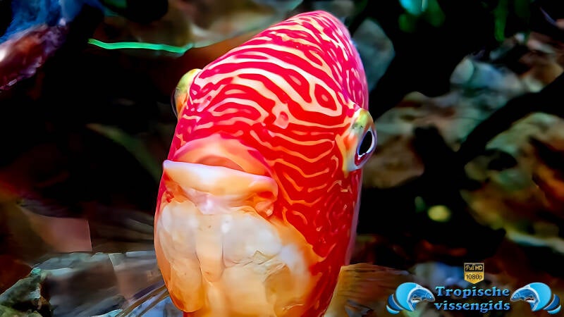 Heros severus red spotted gold