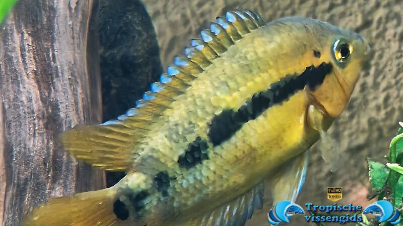Herotilapia multispinosa