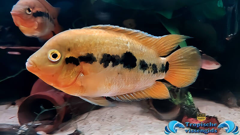 Herotilapia multispinosa