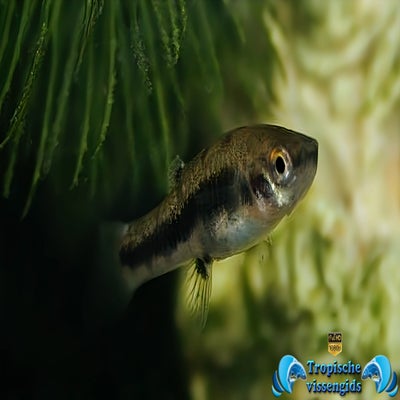 Heterandria formosa