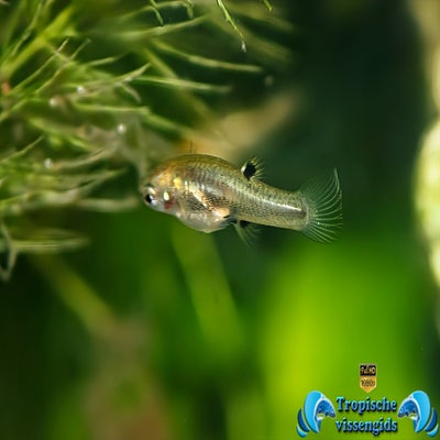 Heterandria formosa