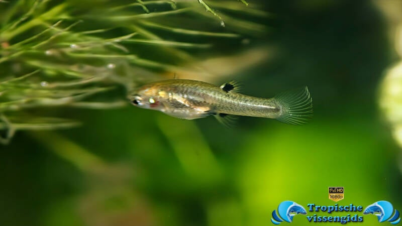 Heterandria formosa