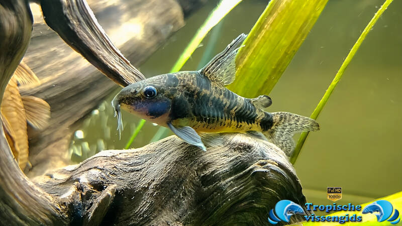 Hoplisoma paleatus longfin