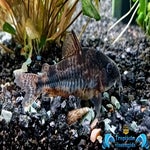 Hoplisoma paleatus