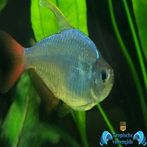Hyphessobrycon columbianus