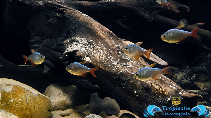 Hyphessobrycon columbianus