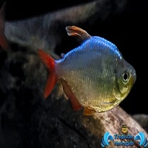 Hyphessobrycon columbianus