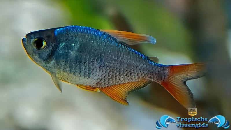 Hyphessobrycon columbianus